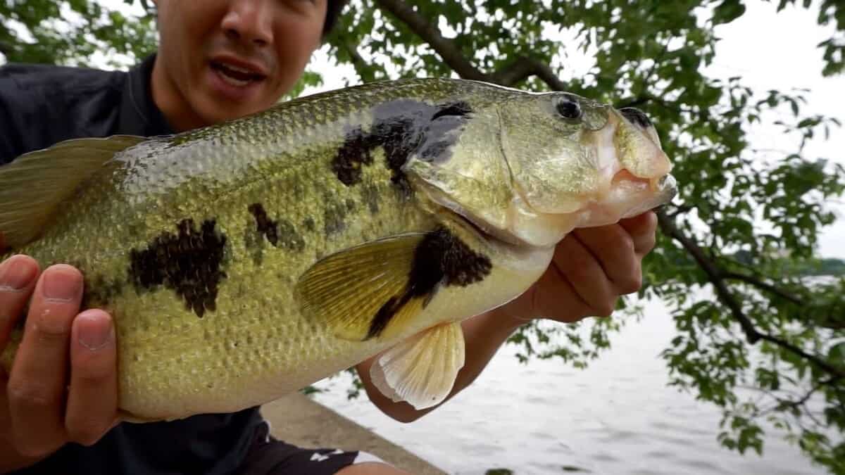 Washington D.C. Bass Fishing Spots? TheBookOnGoneFishing