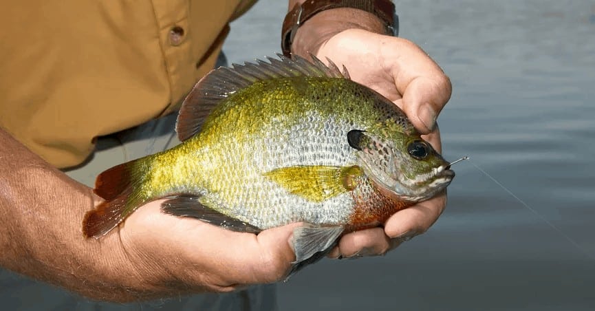 Beginners Guide To Fishing? Bluegill Fish thebookongonefishing2