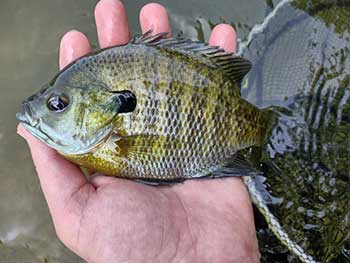 Gone Fishing On Lake Busbee Near Conway, South Carolina – Short Story thebookongonefishing