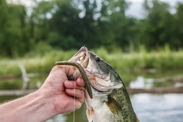 Gone Fishing On North Landing River Near Chesapeake, Virginia– Short Story thebookongonefishing
