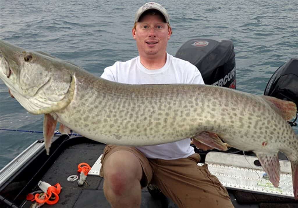 Muskie Fishing in Central Ohio: A Review of the 41 Central Ohio Chapter's Guide thebookongonefishing