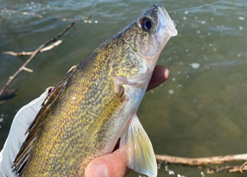 Good Times Fishing On Rivers Near Germantown, Maryland thebookongonefishing