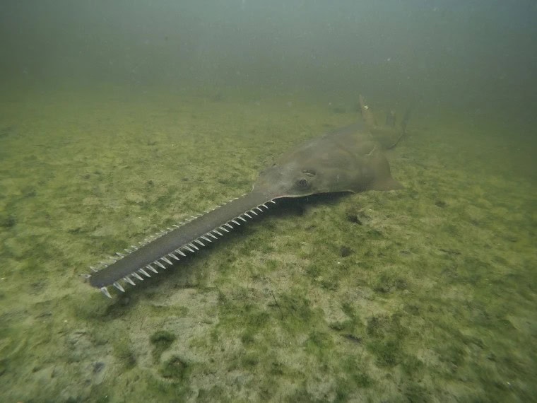 Florida Keys mark 1 year since start of spinning fish phenomenon, researchers ‘ready to respond’ thebookongonefishing