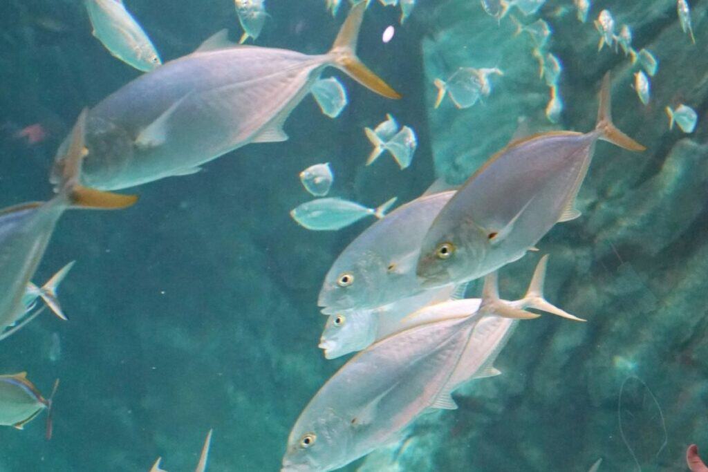 Florida Keys mark 1 year since start of spinning fish phenomenon, researchers ‘ready to respond’ thebookongonefishing