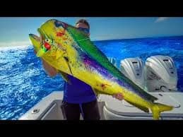 Florida's MOST Overrated Fish... Wahoo & Mahi Mahi! Catch Clean Cook thebookongonefishing