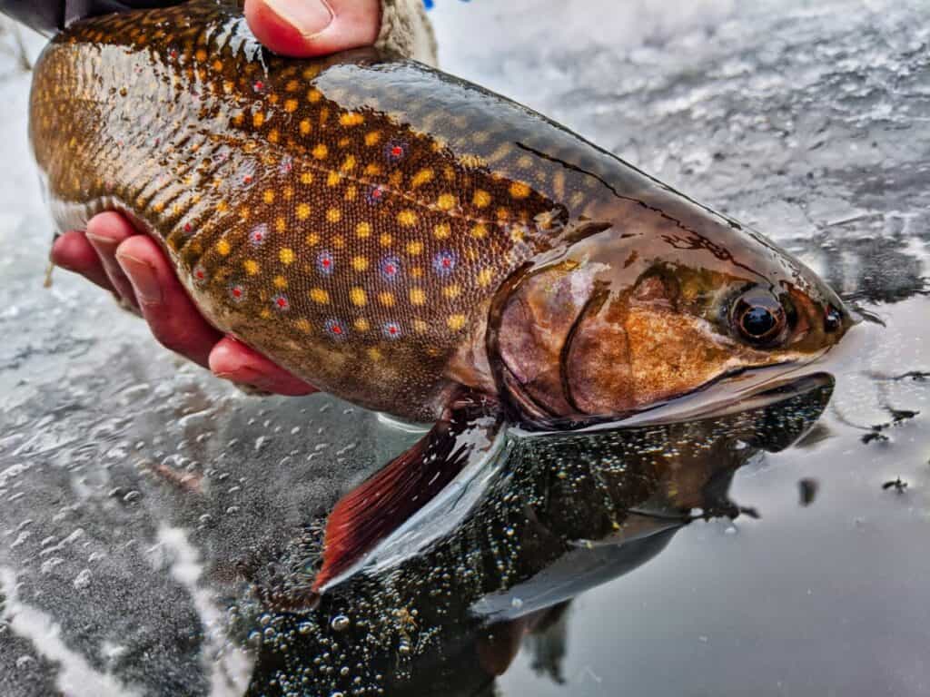 Fishing Tips For Ice Fishing In Washington thebookongonefishing