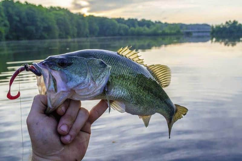 Fishing For Fun Near Pleasant Hill Lake Perrysville, Ohio thebookongonefishing