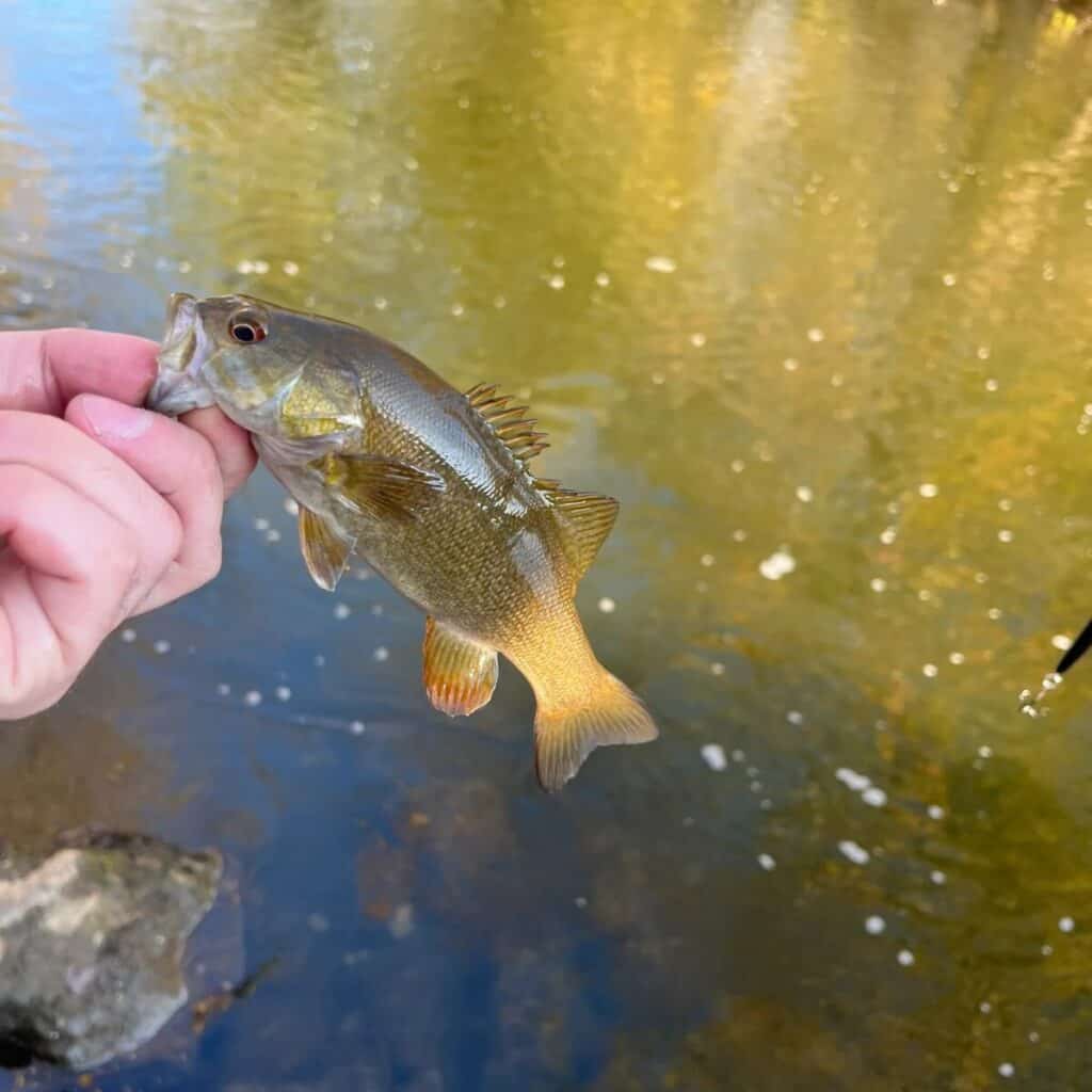 Best fishing equipment for the Lake Fishing Near Youngstown, Ohio thebookongonefishing