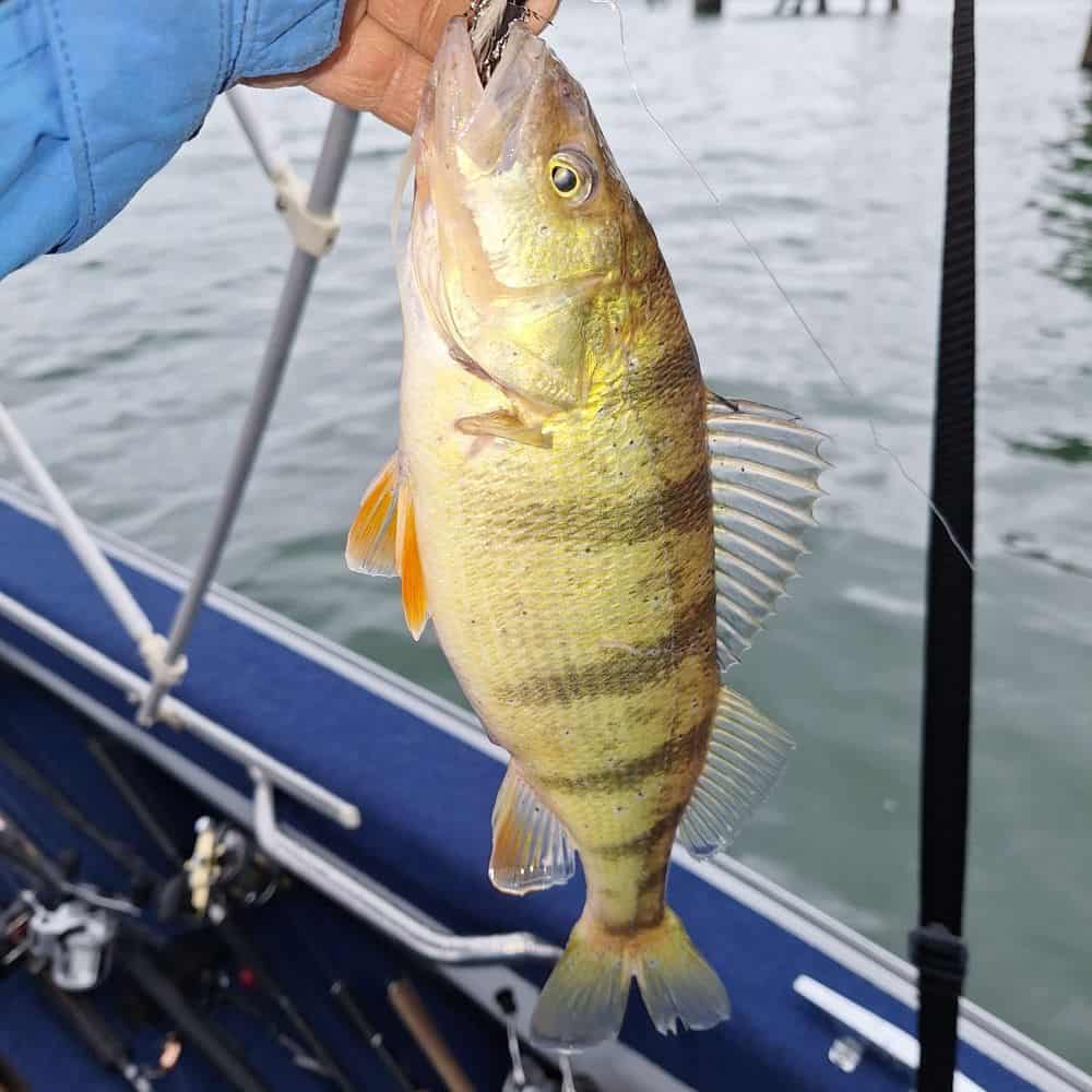 Best fishing equipment for the Lake Fishing Near Youngstown, Ohio thebookongonefishing